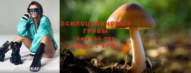 мега маркетплейс  Белореченск  Псилоцибиновые грибы Psilocybine cubensis 